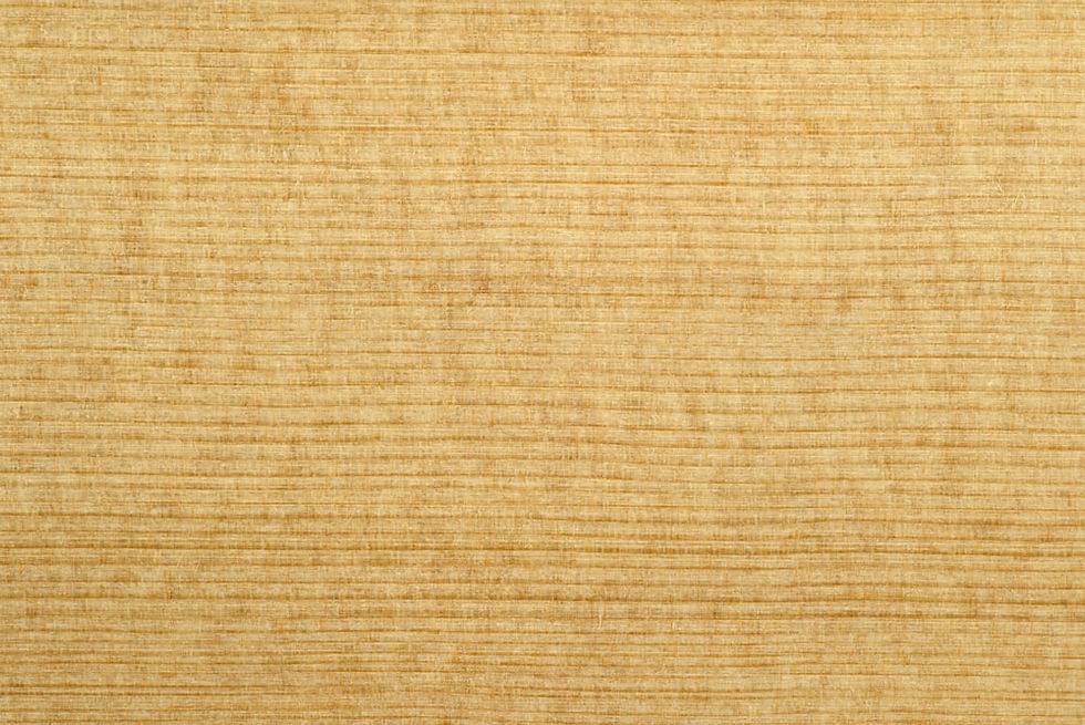 norway spruce.jpg