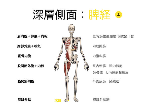moco  解剖学・概論 Meridian Movement Method 1