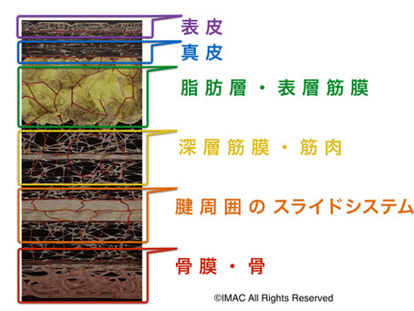 IMAC上肢編