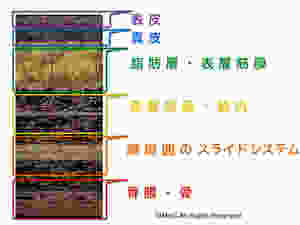 Edited Dr. Guinberteau's Image from the book, Architecture of Human Living Fascia