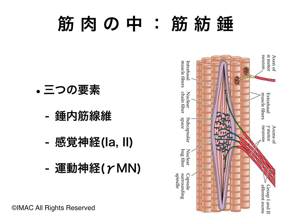 筋紡錘中の構造