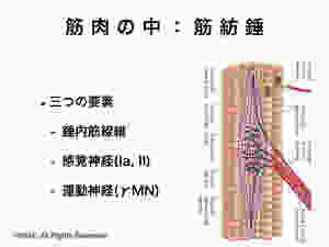 筋紡錘中の構造