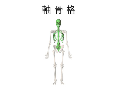 軸骨格と付属肢骨格
