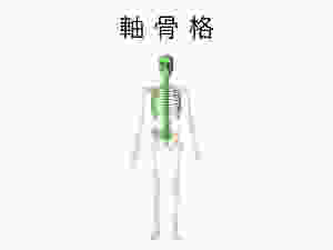 軸骨格