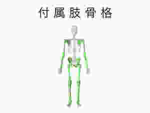 付属肢骨格