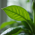 cuidados para plantas de interior.png