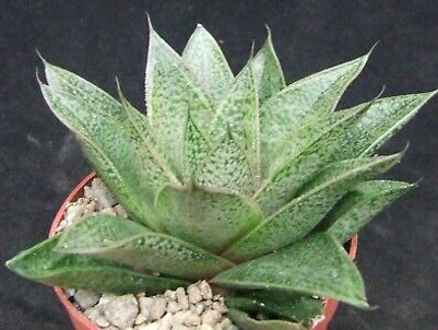 suculenta - gasteria - botanica
