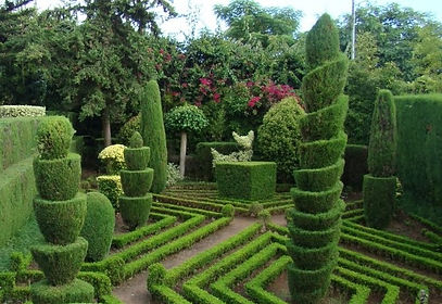 arbustos ornamentais - botanica