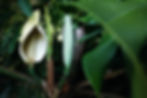 fruto da costela de adão