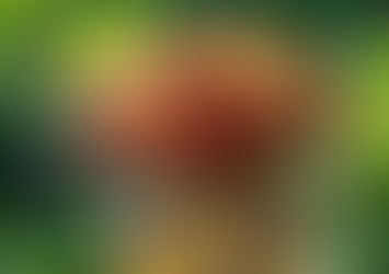 dracena tricolor no vaso