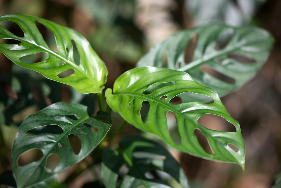 Costela de Adão Mini close-up folhas com furos fenestrações - planta compacta para apartamento