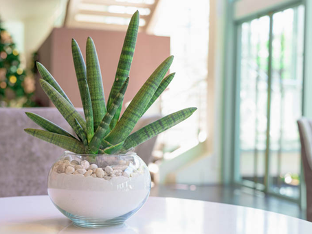 sansevieria - lança de são jorge