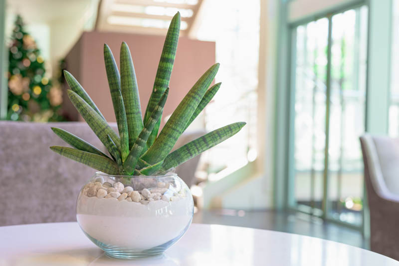 sansevieria - lança de são jorge