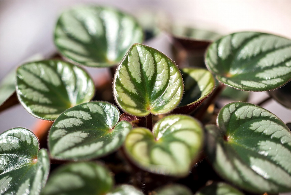 Peperômia close-up folhas onduladas ou padrão melancia - planta decorativa para apartamento