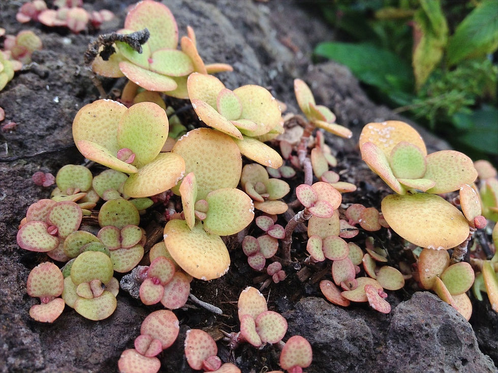 Planta jade na natureza - Crassula ovata - Jade plant in nature - Botanica