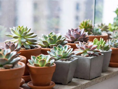 echeveria a suculenta em roseta