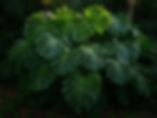 planta costela de adão - monstera deliciosa no jardim