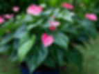 mini anturio no jardim