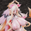 サムネイル： SODA Studio x 奶凍(Naidong) Demon Prince Sex Slave Chaos