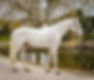 Balou Star haras de la bouloye
