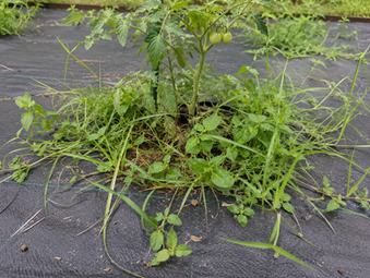 Black Weed barier: Round Two
