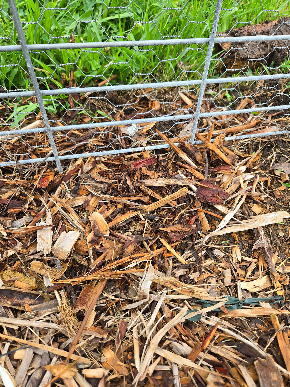 Eye-level view of garden bed with healthy plants growing through cedar chip mulch