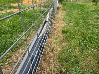Creating a Lush Hassle-Free Garden: Our Four-Year Journey