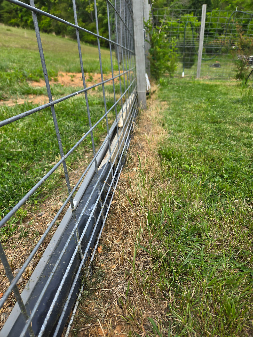 Creating a Lush Hassle-Free Garden: Our Four-Year Journey