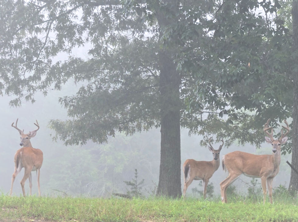 Deer: The reason for the eight foot fence. 