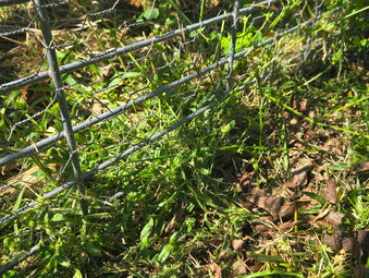 Fast forward from our "Low maintenance fenced in garden"