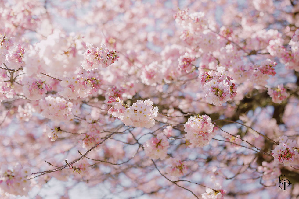 Soft pink cherry blossoms glowing in afternoon light on a Vancouver residential street in early April.