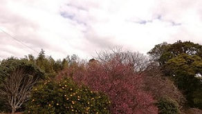 雨の日曜日 ：：： 2020.02.16 Sunday
