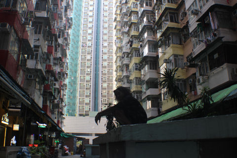 Yik Cheong Monster