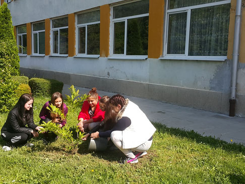 Нови растения в училищния двор