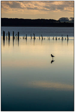 Tero real (Himantopus mexicanus) 2