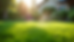 Eye-level view of a lush green lawn thriving under limited watering conditions
