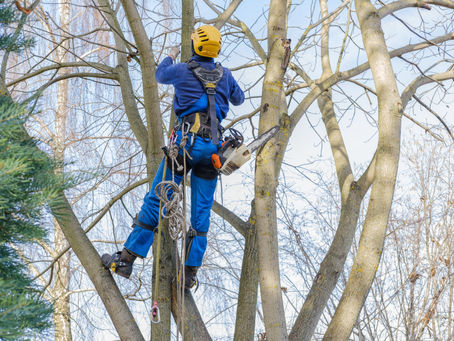 Is Winter the Best Time to Prune Your Trees? Tips for Keeping Them Safe and Healthy