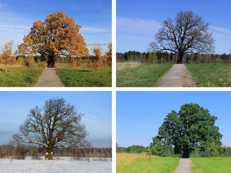 Making the Most of Pruning: How Dormant Pruning Can Benefit Your Mature Trees