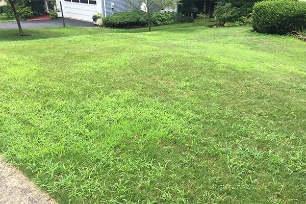 Detailed view of healthy grass blades free from summer crabgrass infestations.