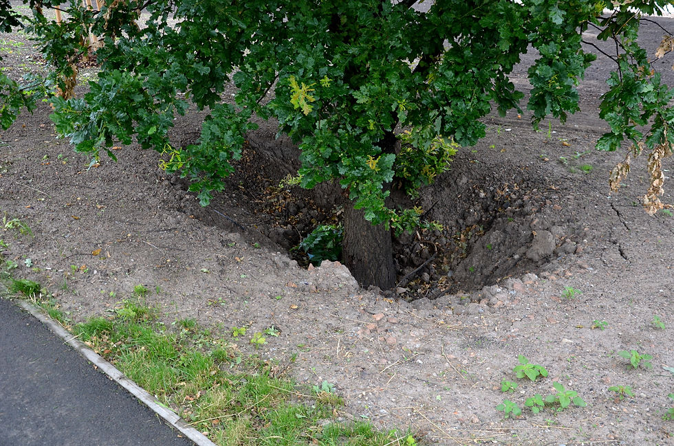Close-up of a tree's roots struggling with soil fill
