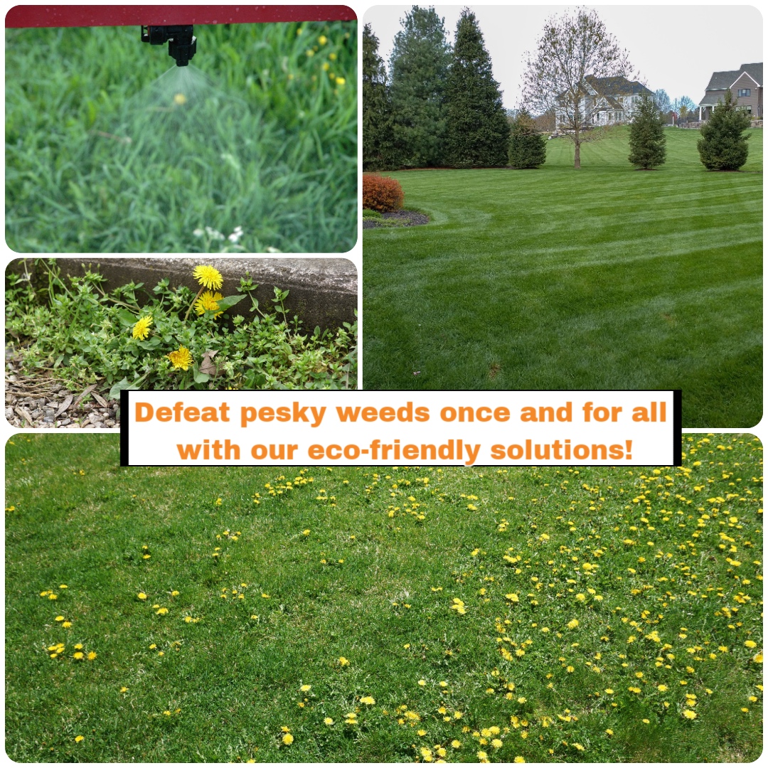 A wide view of a clean garden property maintained with professional weed control service.