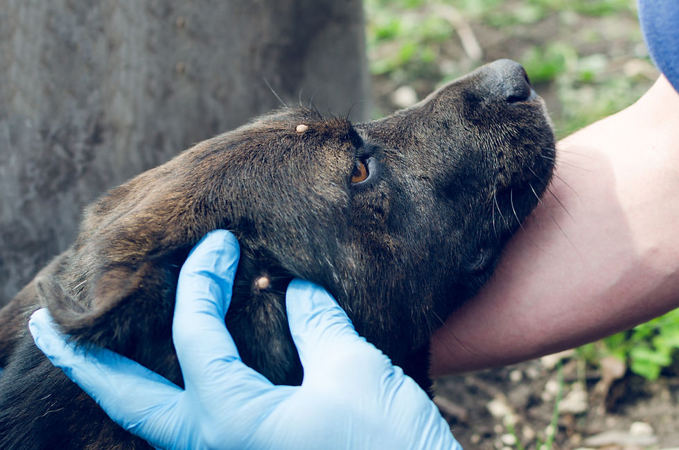 Close-up view of an adult deer tick on dry leaves in winter