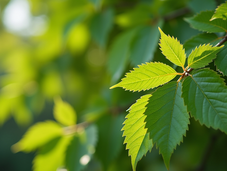Healthy tree leaves signify proper care