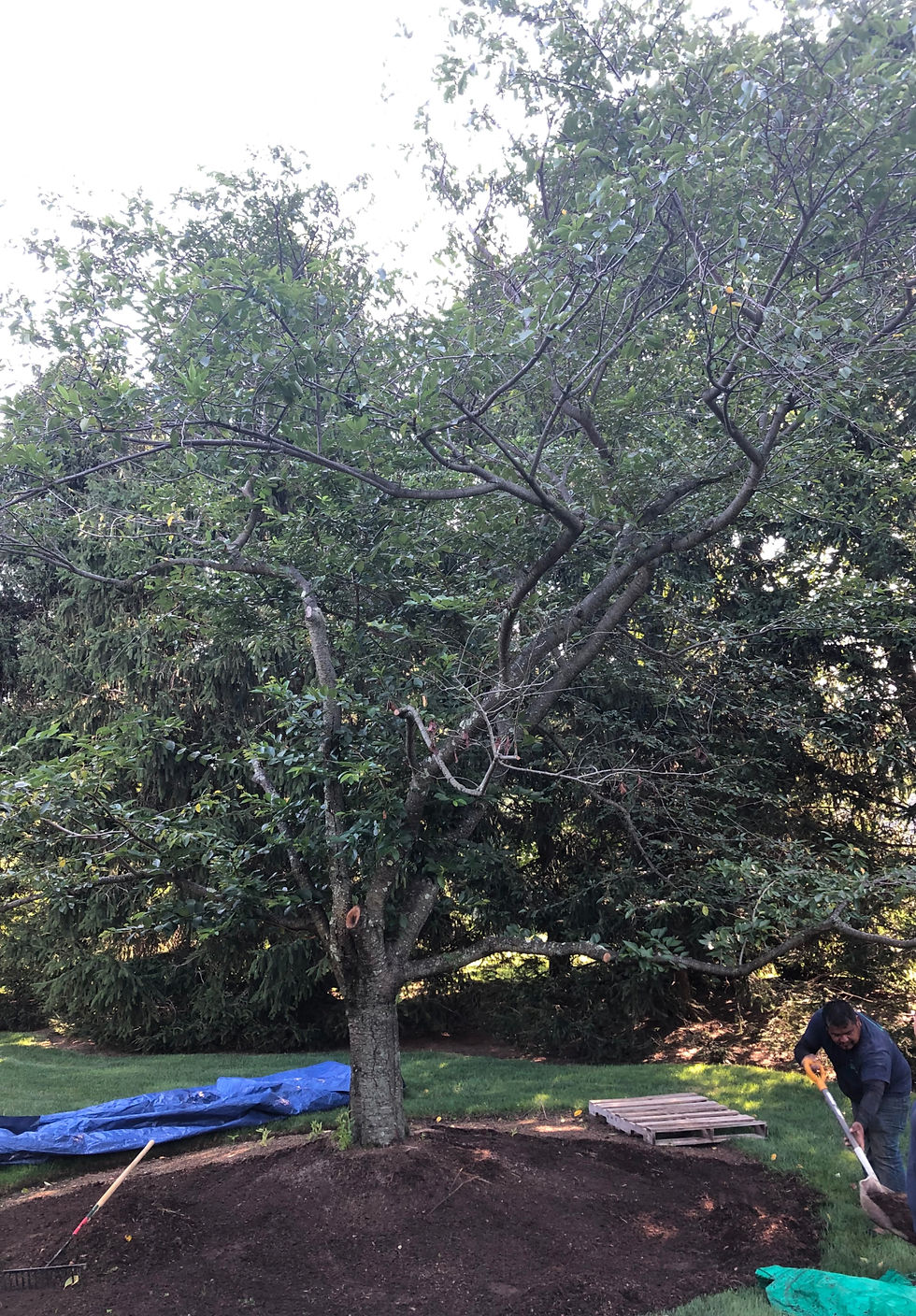 High angle view of paved area surrounding a tree