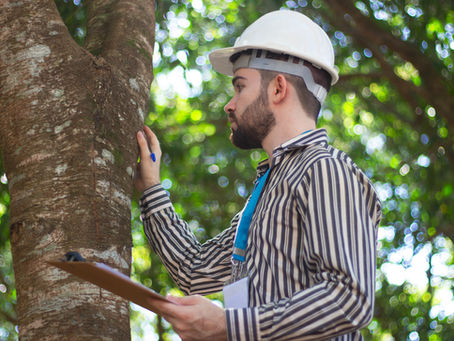 Top 10 Sustainable Tree Care Practices for Urban Landscapes: An Expert's Guide
