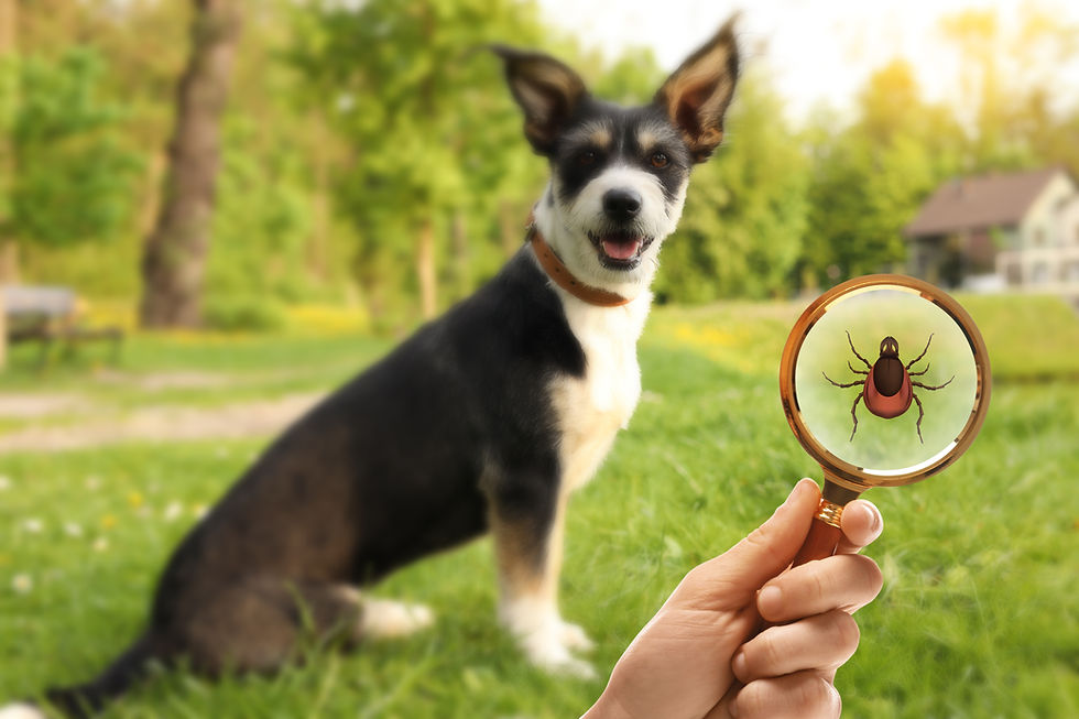 Close-up view of green lawn with tick on grass blade