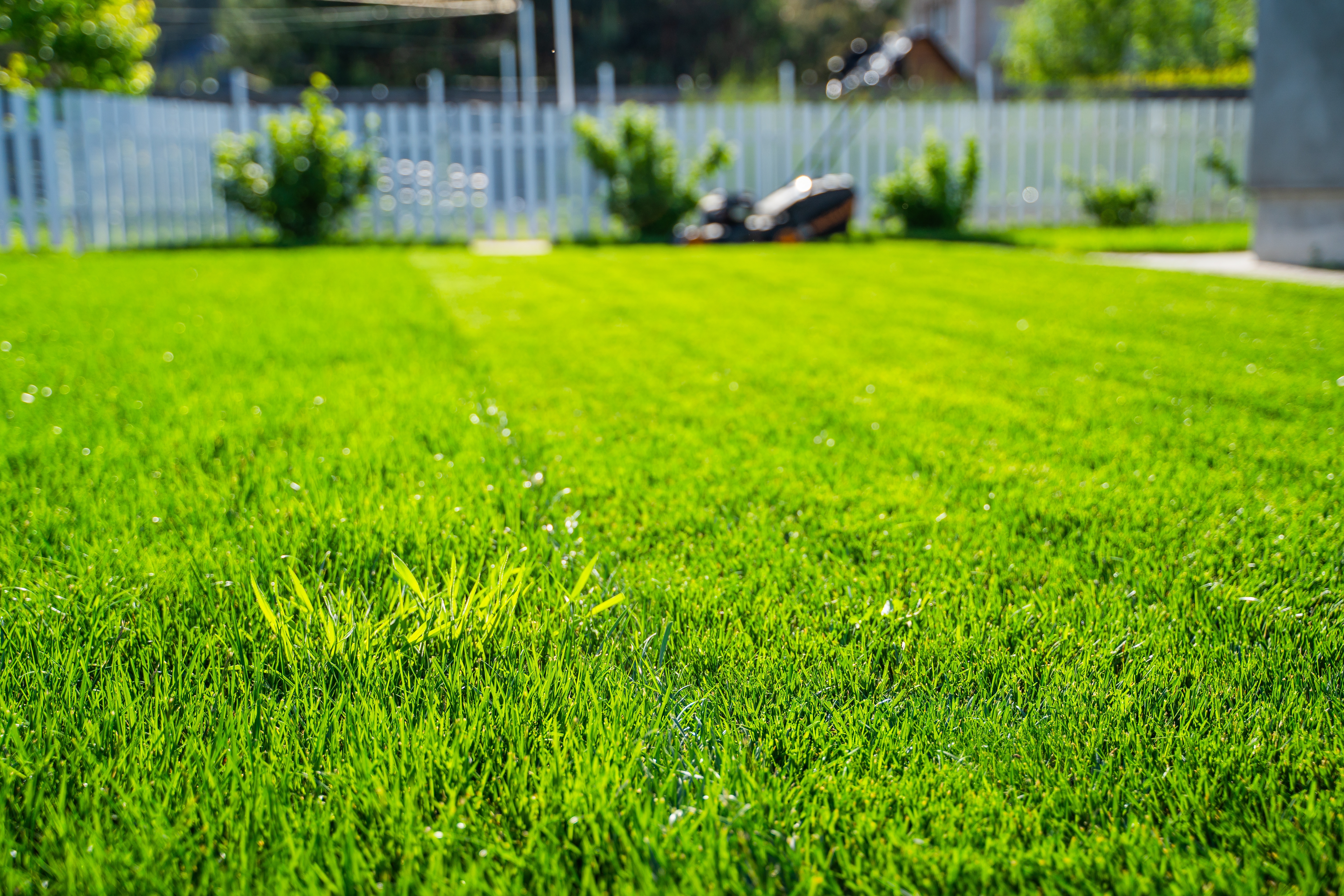 A vibrant and lush green lawn meticulously maintained in a beautiful private backyard setting.