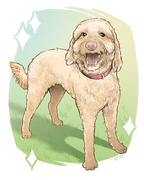 A portrait of a labradoodle dog