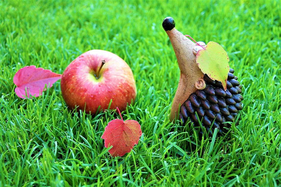 Apfel-Spass im Wald
