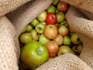 Frischer Wind für die Streuobstwiese an der Mühlstraße